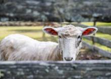 Sheep at Island Farm White sheep standing behind a fence