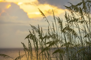 Sunrise and Sea Oats Sunrise and Sea Oats